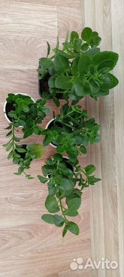 Каланхоэ каландива оранжевый