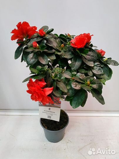 Азалия штамбовая