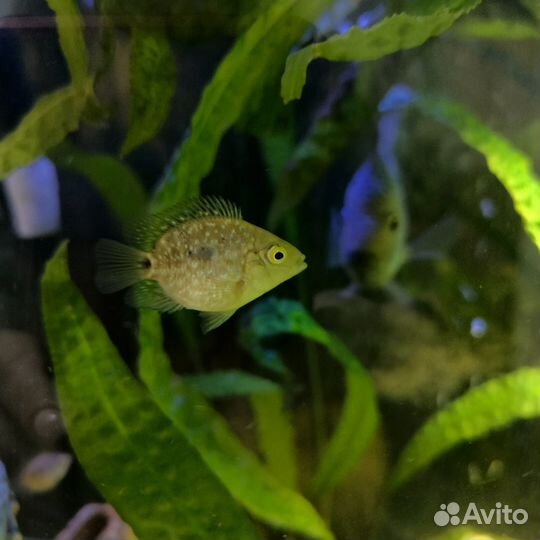 Рыба бриллиантовая цихлазома баллон