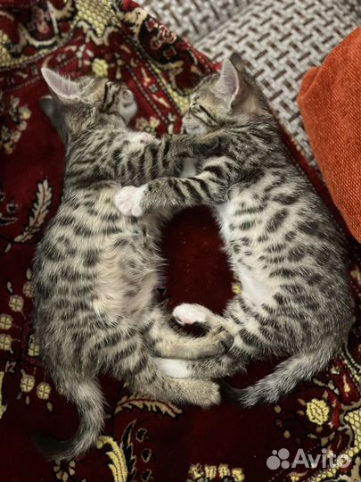 Бенгальский котенок девочка