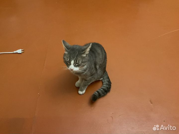 Кота в добрые руки