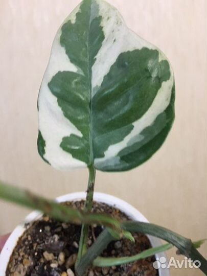 Сциндапсус н-джой