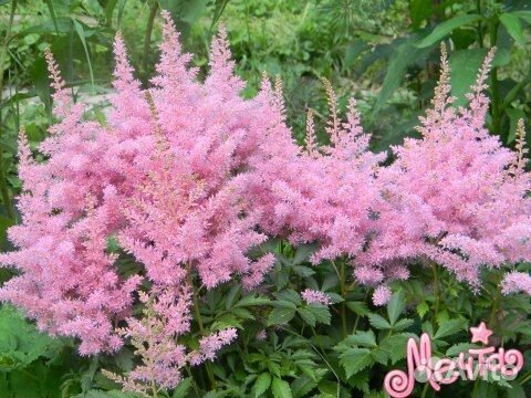 Роза неукрывная,яркая астильба, дицентра дороникум