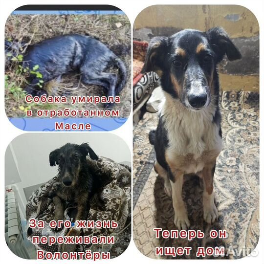 Собачка в добрые руки