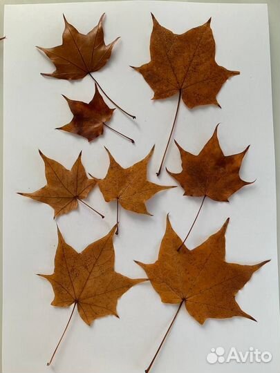 Листья, веточки для гальванопластики
