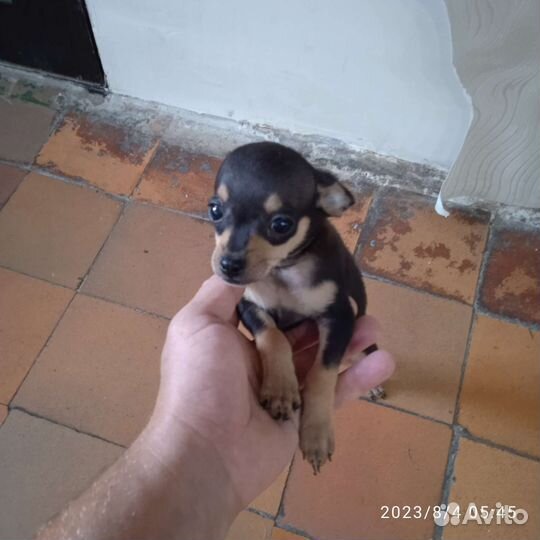 Мини той-терьер щенки