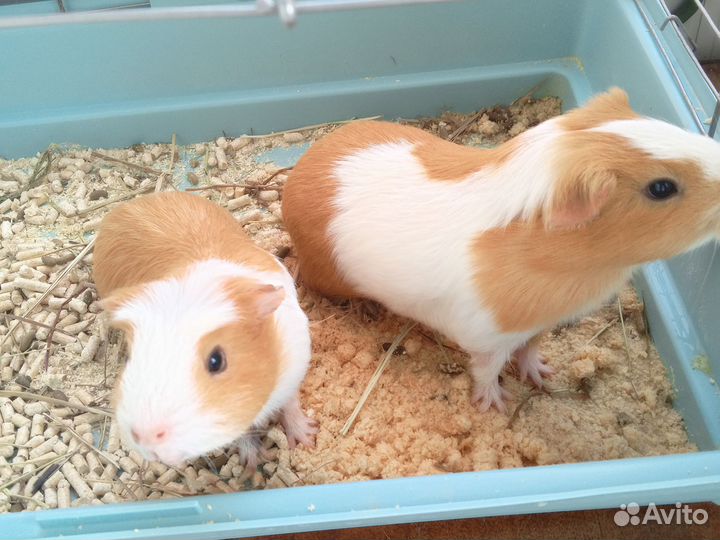 Морские свинки