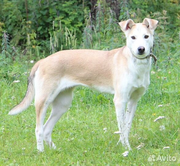 Собака будет выпущена