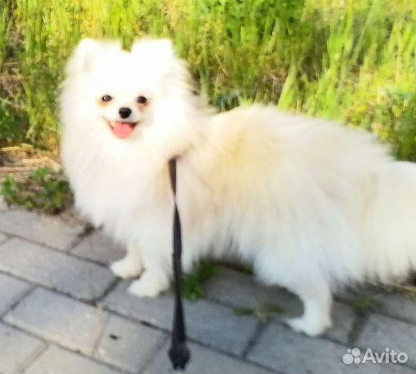 Девочки шпицы