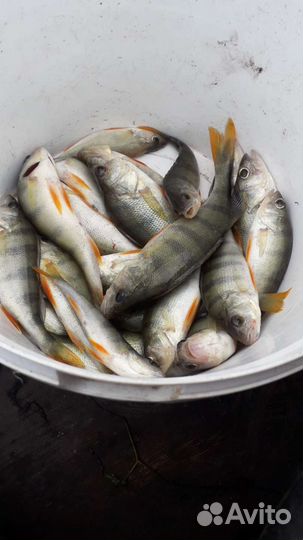 Свежая рыба