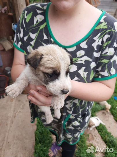 Щенки