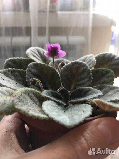 Фиалка узамбарская