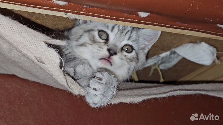 Шотландская кошка