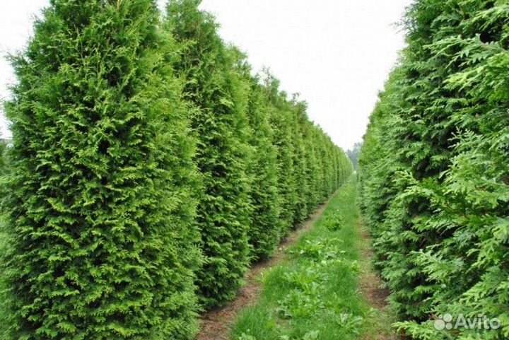 Туя западная брабант Высота от 40см