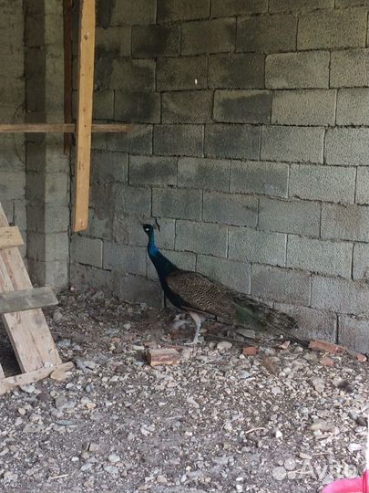 Павлин самец