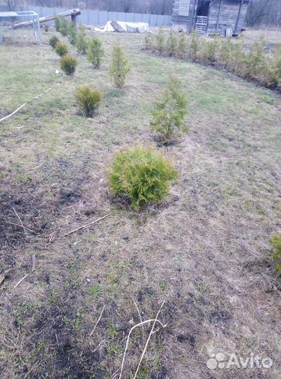 Туи смарагд