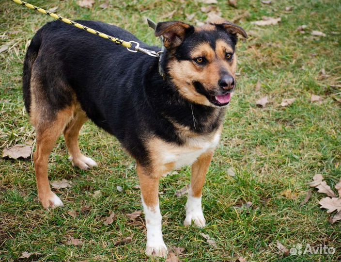 Собака Зита, 4 года, умная и добрая