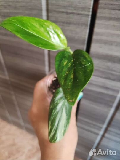 Филодендрон вайт кнайт триколор