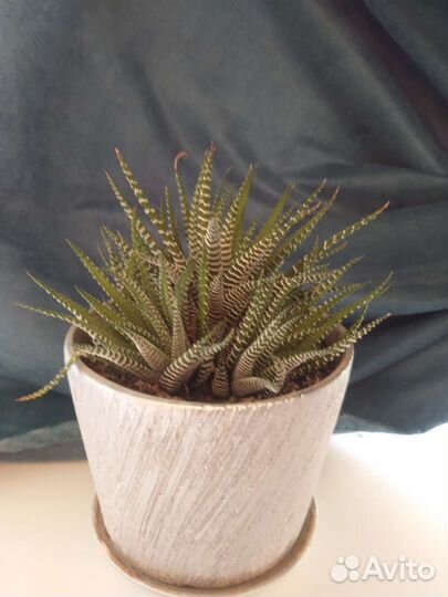 Кактусы и суккуленты