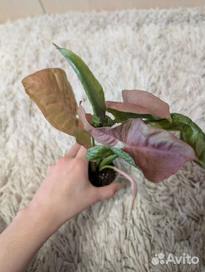 Сингониум неон