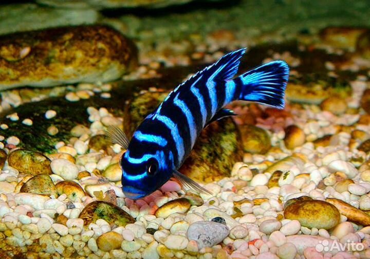 Малавийские цихлиды