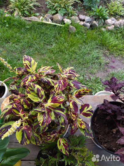 Черенки колеуса