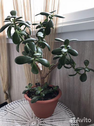 Толстянка фикус