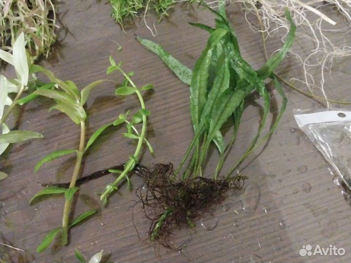 Аквариумные растения прополка