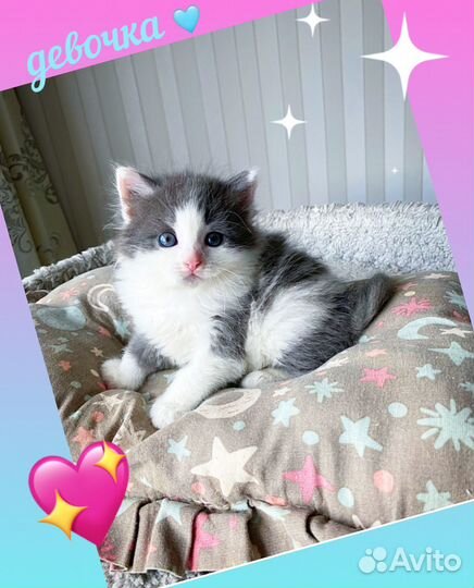 Котята мальчики и девочки