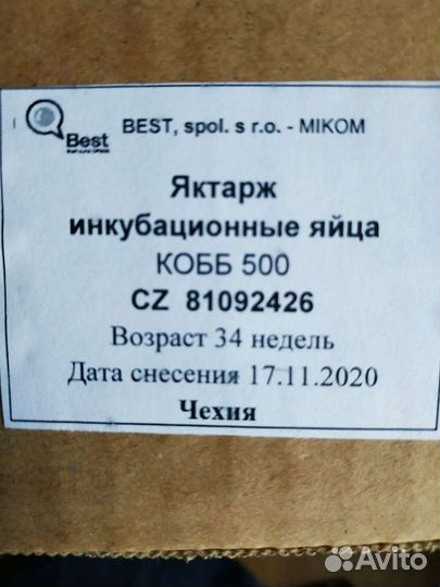 Инкубационное яйцо бройлеров Европа