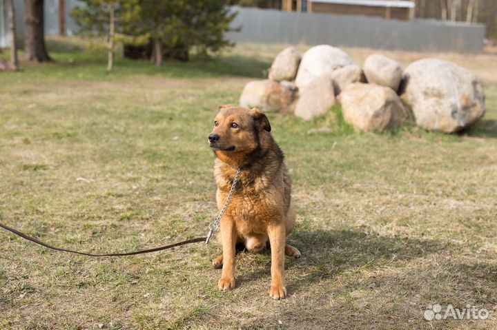 Отдам в добрые руки