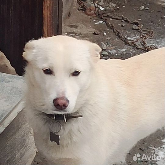 Собака в добрые руки