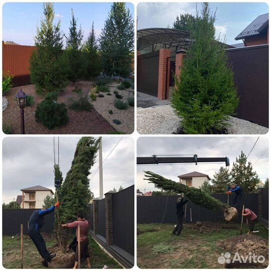 Ель Сосна Хвойные Саженцы Деревья Крупномеры