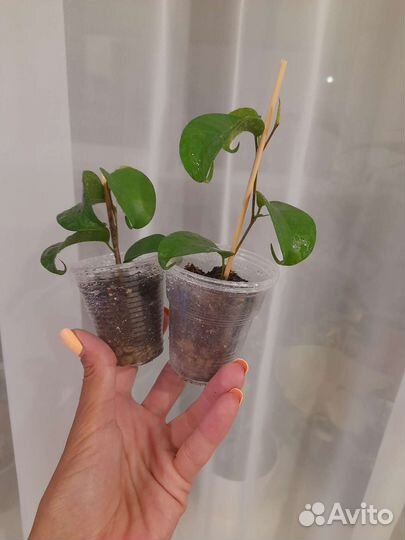 Комнатые цветы. Фикусы разные
