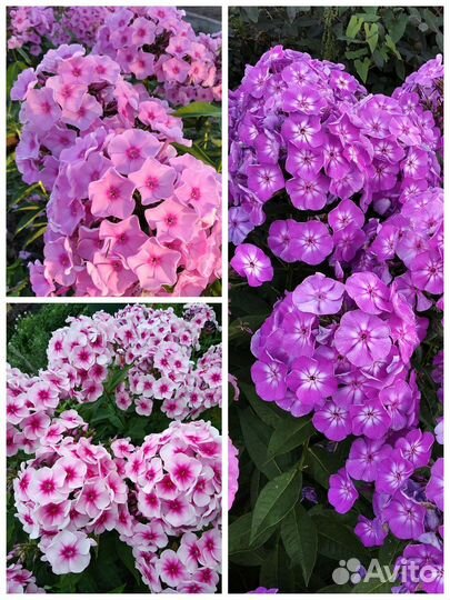 Флоксы многолетние