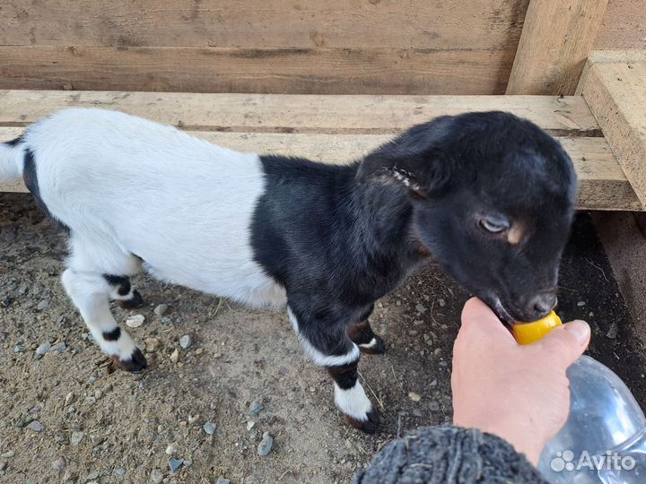 Коза ламанча