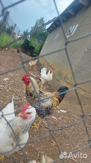 Петухи молодые