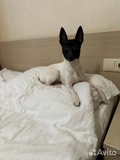 Той фокстерьер