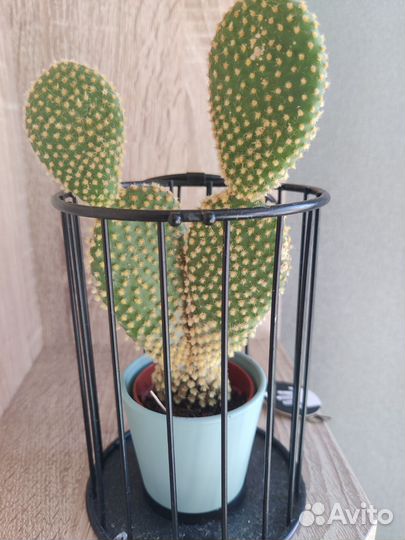 Кактус опунция