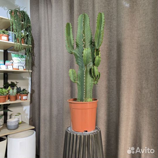 Кактус Эуфобия Эритрея