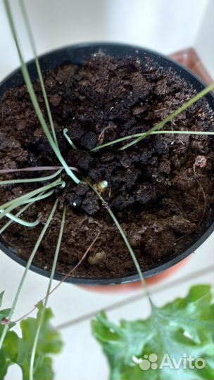 Флебодиум Давана