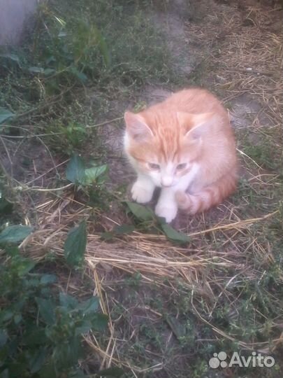 Отдам в добрые руки