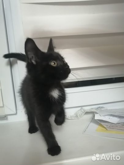 Котёнок в дар