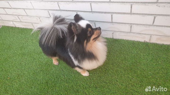 Шпиц Немецкий малый вязка