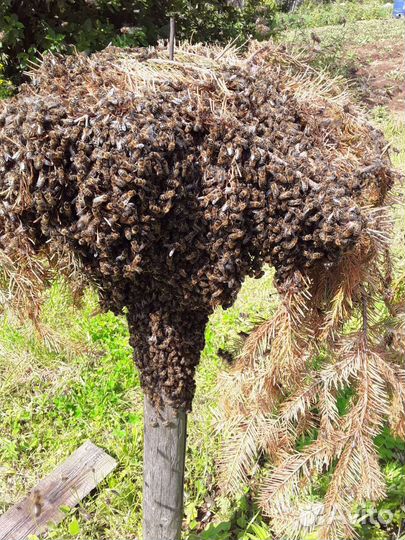 Продам пчелосемьи