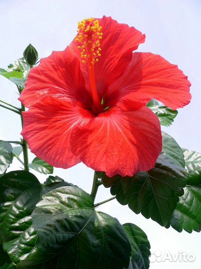 Гибискус, прижившиеся отростки