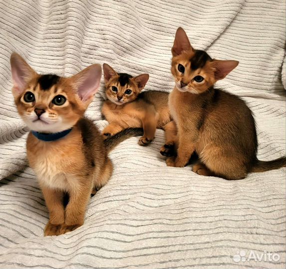 Абиссинские котята