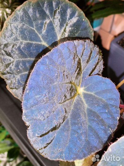 Бегония Begonia Xanthina Hook var Lazuli