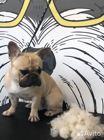 Стрижка собак и кошек, тримминг