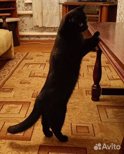 Кошка ищет хозяев